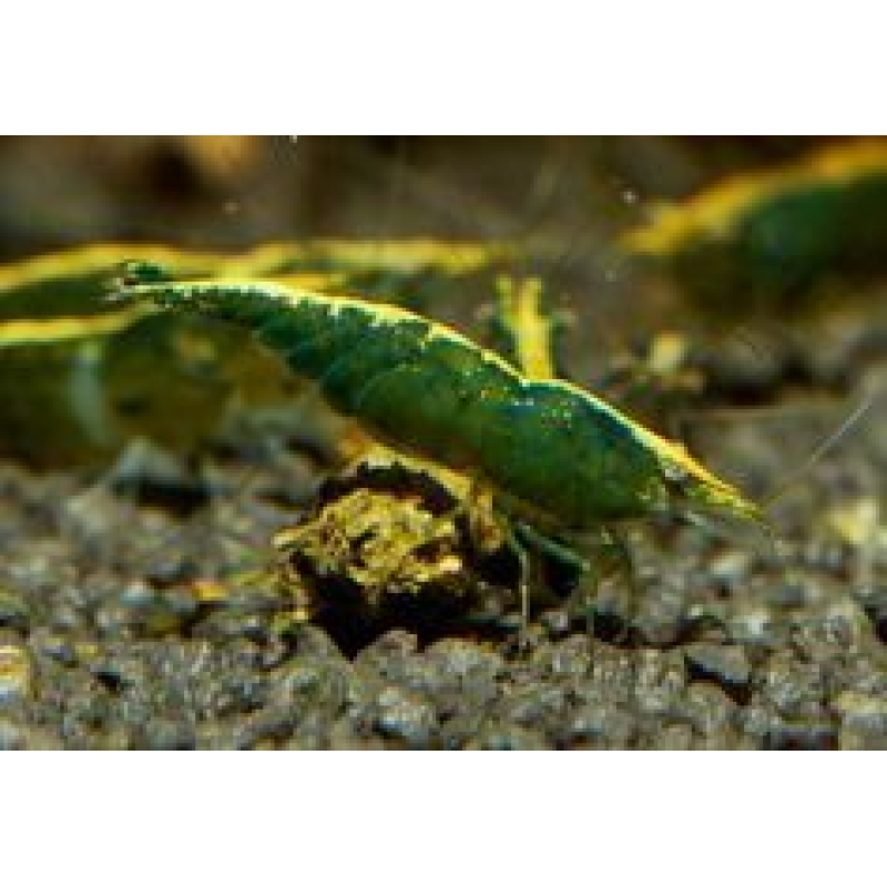 Neocaridina davidi green jade 1.5cm